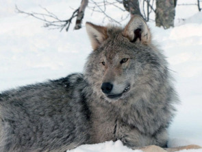 Imagen de Invierno salvaje - 11