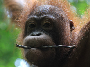 Imagen de El reino secreto de Borneo  - 9