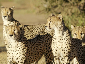Imagen de Los felinos de la tormenta - 6