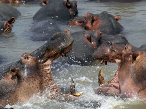 Imagen de Los depredadores más...: Cazadores al acecho - 3