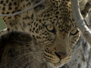 Imagen de Wild Argentina  - 3