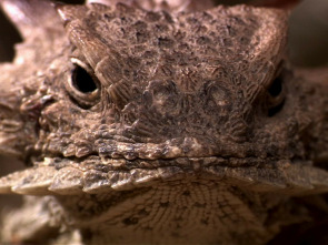 Imagen de El reino secreto de Borneo: raros y salvajes - 3