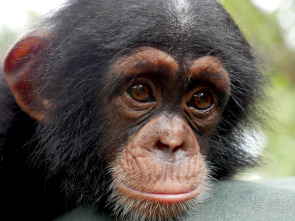 Imagen de Escuela de chimpancés - 3