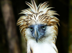 Imagen de Wild Filipinas  - 10