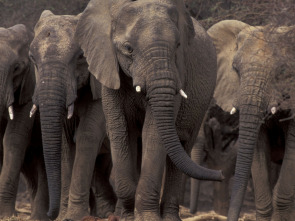 Migraciones salvajes: Elefantes al límite