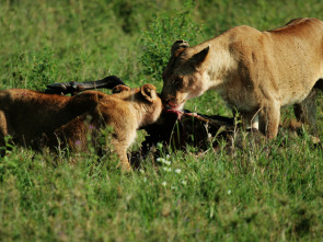Imagen de Madres guerreras - 3
