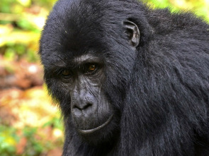 Imagen de Uganda salvaje - 3
