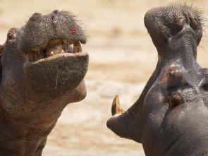 Imagen de El lado salvaje de África: Guerra de sexos - 3