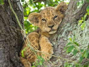 Imagen de Los leones trepadores - 3