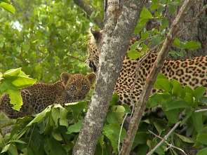 El reino del leopardo