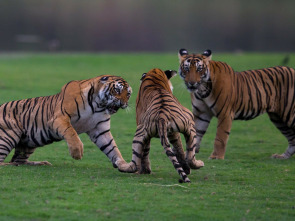 Imagen de El legado de la reina tigre - 3