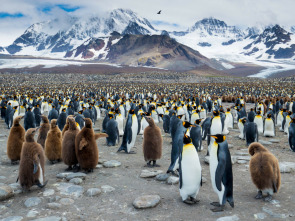 Imagen de Vida salvaje: la isla de la Resurrección - 3