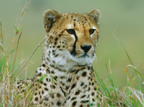 Imagen de Cazadores salvajes: Felinos - 3
