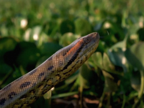 Imagen de Serpientes monstruosas - 3