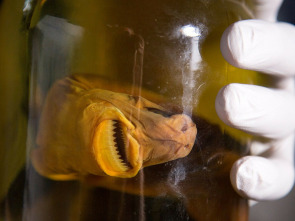 Imagen de Tiburones caníbales - 5