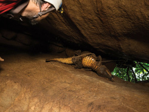 Imagen de Cocodrilos en las cuevas de Gabón - 3