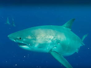 ¿El tiburón blanco más grande del mundo? 