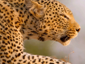Cazadores de África - La leopardo que cambió sus lunares