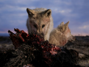 El reino del lobo blanco 