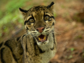Imagen de Felinos salvajes de la...: Maestros del disfraz - 3