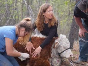 Imagen de Una veterinaria...: Corriendo con renos - 3