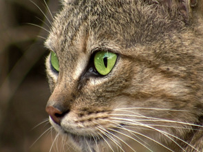 Imagen de Ataques felinos   - 3