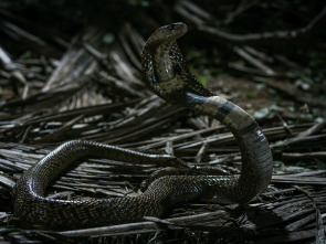 Imagen de Especial muerte al anochecer  - 3