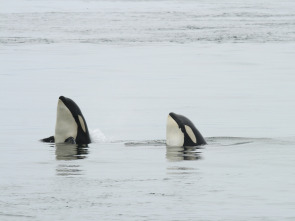 Las orcas más letales del mundo