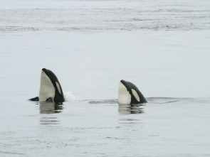 Imagen de Las orcas más letales del mundo - 3
