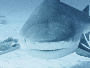 Imagen de Tiburón toro embravecido - 5