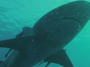 Imagen de Los secretos del tiburón toro - 4