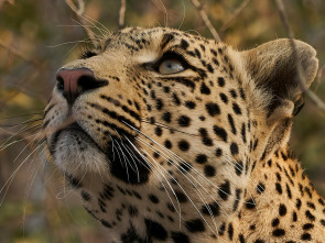 El linaje de los...: El cuento del leopardo