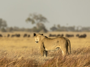 Imagen de Savage Kingdom  - 16