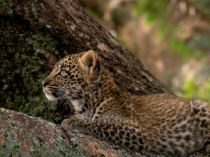 La reina de la velocidad del Serengeti