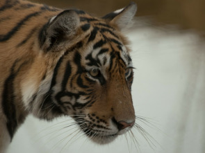 Imagen de La reina tigresa de Taru - 4