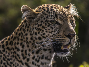 Imagen de Toto, la leopardo de ojos jade - 4