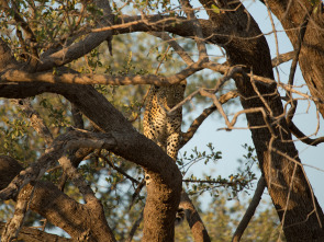 Imagen de Diario de un leopardo adolescente - 4