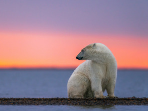 Imagen de El reino del oso polar: El viaje del cachorro - 3