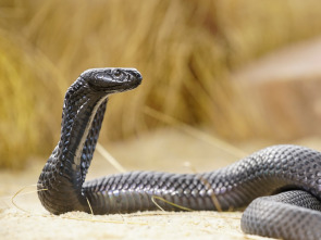Las serpientes más...: El Indo-Pacífico