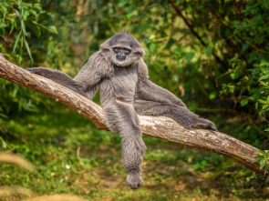 Imagen de Los secretos naturales...: Vida en el monzón - 2