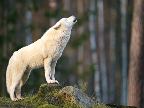 Imagen de 10 animales letales: extraños ataques - 4