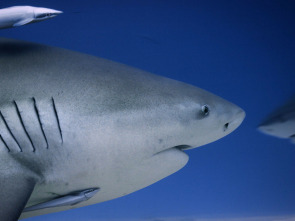 Imagen de Súper tiburón toro - 4