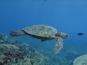 Imagen de Los tiburones de Hawái - 6