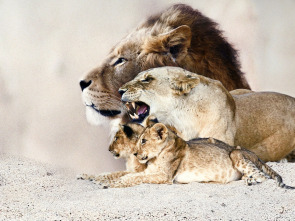 Imagen de Dinastía de león - 2