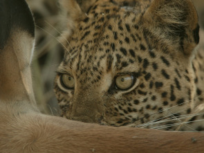 El ojo de leopardo