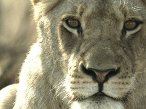 Imagen de Malika: la reina leona  - 3