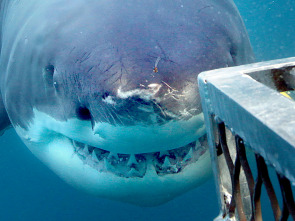 Imagen de Tiburones que se lo comían todo - 3