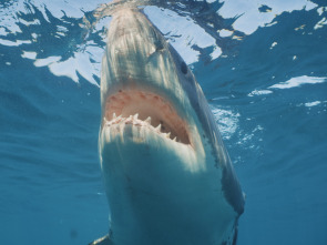Imagen de Tiburón toro invasor - 3