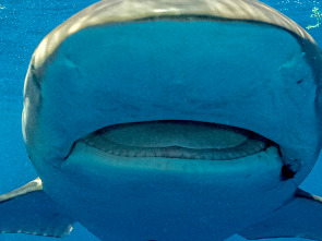 Imagen de Tiburones desde el aire - 3