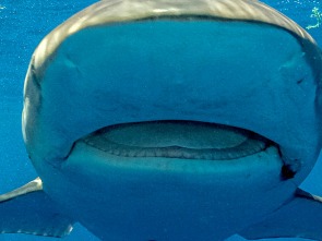 Tiburones desde el aire